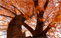 迷你轰炸机平台